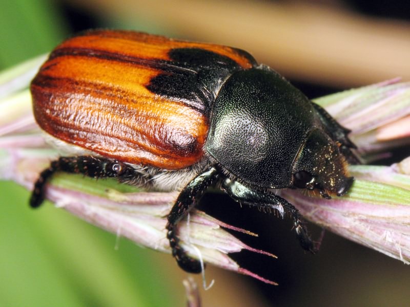 Anisoplia austriaca (Herbst, 1783)